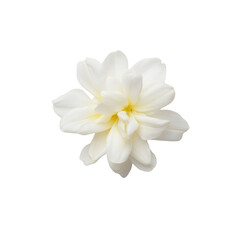 A white flower with a yellow center. The flower is the main focus of the image. The flower is surrounded by a white background, which makes it stand out. The flower is delicate and beautiful
