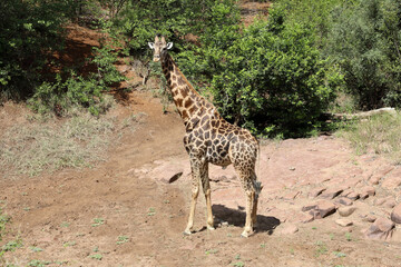 Giraffe / Giraffe / Giraffa camelopardalis
