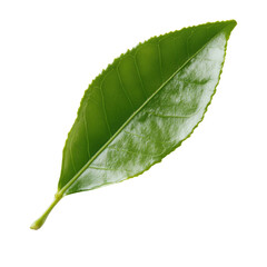 Fototapeta premium A leaf is shown in its natural form, with a white background. The leaf is green and has a smooth texture. Concept of calmness and serenity, as the leaf is a symbol of nature and growth
