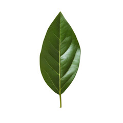 Obraz premium A leaf is shown on a white background. The leaf is green and has a pointed tip. Concept of nature and tranquility
