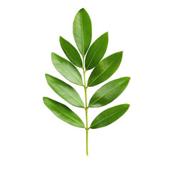 Obraz premium A leafy green plant with a long stem. The leaf is thin and pointed