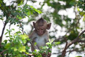 可愛いサル