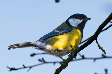 Obraz premium Ordinary blue tit, blue tit, or green, or a blue tit (lat. Cyanistes caeruleus) - a small tit with a bright blue-yellow plumage.