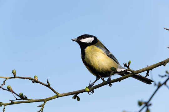 Ordinary blue tit, blue tit, or green, or a blue tit (lat. Cyanistes caeruleus) - a small tit with a bright blue-yellow plumage.