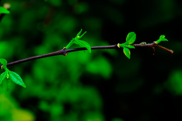Fresh Green Leaves Growing on Branch with Bright Background..
