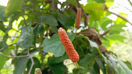 red apples on a tree