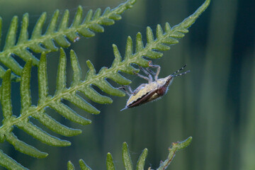 Hairy Shieldbug a.k.a. Sloe Bug Dolycoris baccarum. Sardinia, Italy.