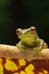 Jade tree frog Zhangixalus margaritifer