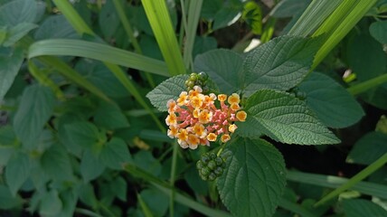 Orange flowers with green leaf background