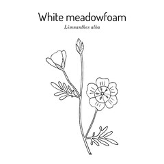 White meadowfoam (Limnanthes alba), this plant is the source of seed oil used in cosmetic and hair-care applications. Hand drawn botanical vector illustration