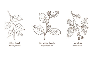 Collection of edible and medicinal plants. Hand drawn botanical vector illustration