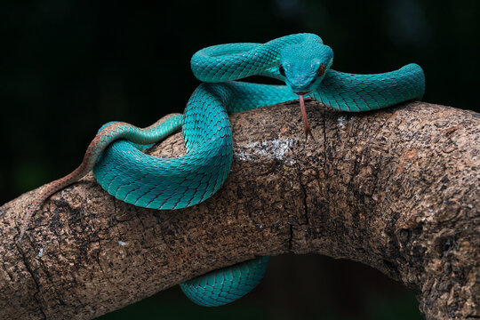 Blue white lipped pit viper. Trimeresurus. insulari