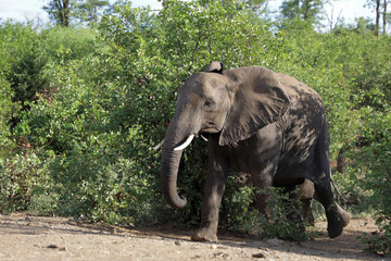 Afrikanischer Elefant / African elephant / Loxodonta africana