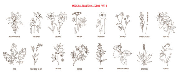 Collection of medicinal plants, part 1. Hand drawn botanical vector illustration