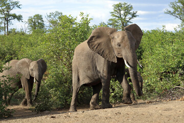 Fototapeta premium Afrikanischer Elefant / African elephant / Loxodonta africana