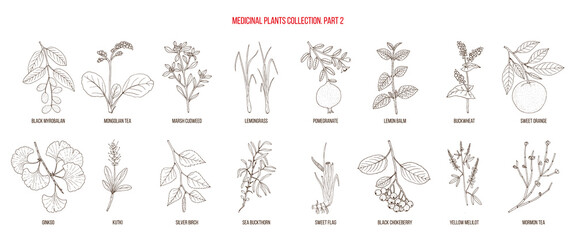 Collection of medicinal plants, part 2. Hand drawn botanical vector illustration