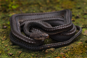 Dragon snake Xenodermus javanicus