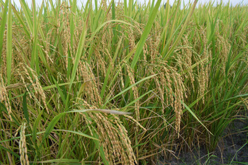 Fototapeta premium Golden yellow rice cobs grow in the rice fields in autumn. Beautiful golden rice grains in the rice fields are seen up close.