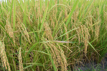 Golden yellow rice cobs grow in the rice fields in autumn. Beautiful golden rice grains in the rice fields are seen up close.