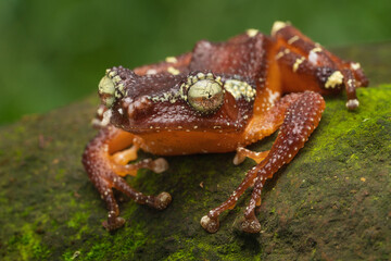 Pearl tree frog Nyctixalus margaritifer
