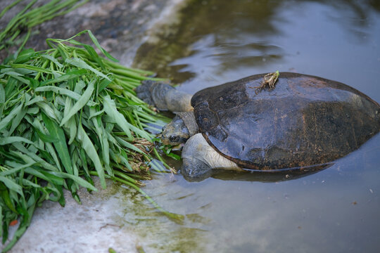 Turtle are eating morning glory in a pond.