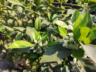 green leaves on a tree