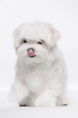 Portrait of a cute Maltese breed puppy. A small dog licking lips on a bright fashionable gray background.