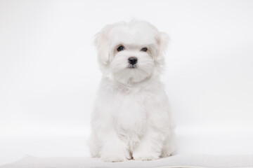 Portrait of a cute Maltese breed puppy. A small dog licking lips on a bright fashionable gray background.