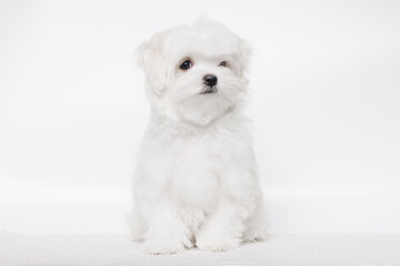 Portrait of a cute Maltese breed puppy. A small dog licking lips on a bright fashionable gray background.