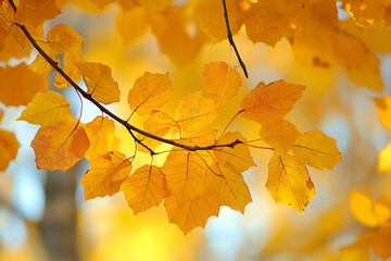 Fototapeta premium Autumn leaves background
