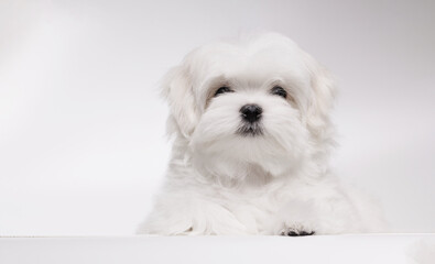 Portrait of a cute Maltese breed puppy. A small dog licking lips on a bright fashionable gray background.