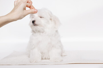 Cute white Maltese dog in a beauty salon for dogs on grooming procedures.