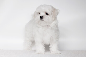 Portrait of a cute Maltese breed puppy. A small dog licking lips on a bright fashionable gray background.