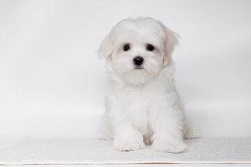 Portrait of a cute Maltese breed puppy. A small dog licking lips on a bright fashionable gray background.