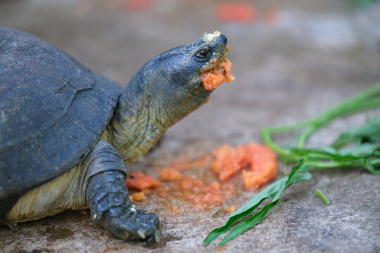 Close up of turtle is eating papaya deliciously.