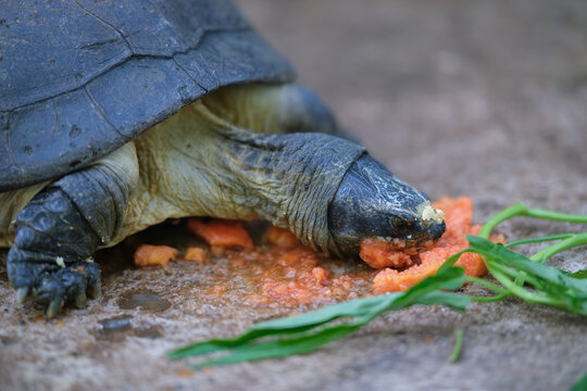 Close up of turtle is eating papaya deliciously.