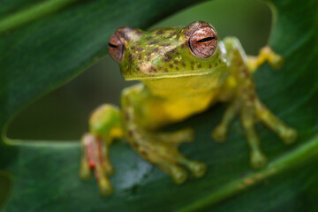 Jade tree frog Zhangixalus margaritifer