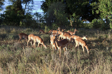 Schwarzfersenantilope / Impala / Aepyceros melampus.