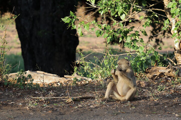 Bärenpavian / Chacma baboon / Papio ursinus