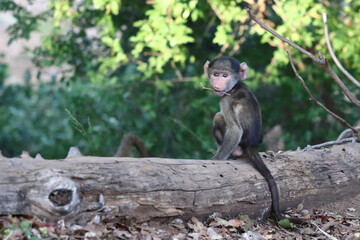 Bärenpavian / Chacma baboon / Papio ursinus