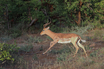 Schwarzfersenantilope / Impala / Aepyceros melampus