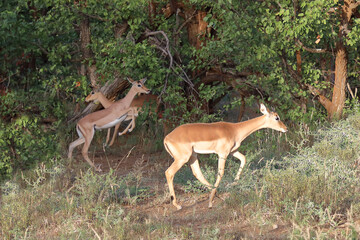 Schwarzfersenantilope / Impala / Aepyceros melampus