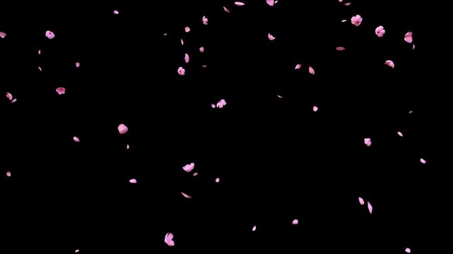 Cherry blossom, sakura leaves falling transparent video