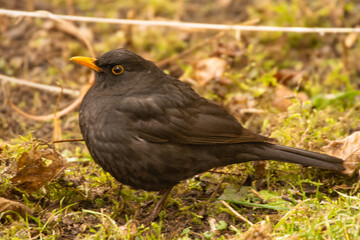 blackbird on the ground