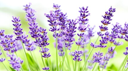 Fototapeta premium Tranquil lavender flowers wallpaper soothing purple floral design for walls soothing