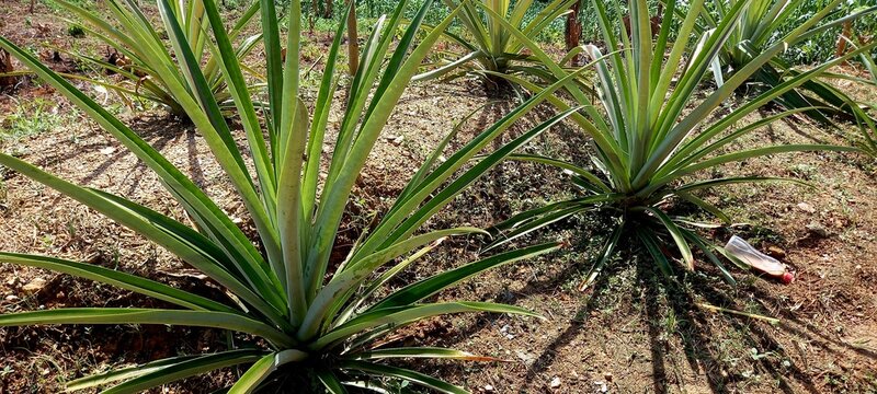 Pineapple  (Ananas comosus) is a tropical plant