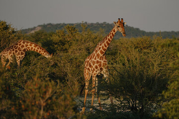 A beautiful spotted giraffes eating leaves from a savannah bushes at sunset in the Namibian Etosha National Park.
