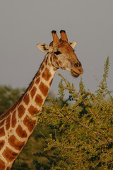 A beautiful spotted giraffe chewing leaves from a savannah bushes at sunset in the Namibian Etosha National Park.