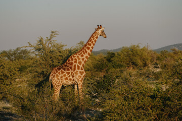 A beautiful spotted giraffe walking in the bushes of the savannah at sunset in the Namibian Etosha National Park.