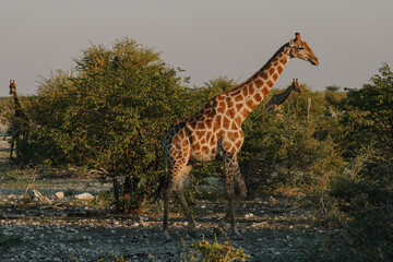 A beautiful spotted giraffes walking and eating leaves in the bushes of the savannah at dawn light in the Namibian Etosha National Park.